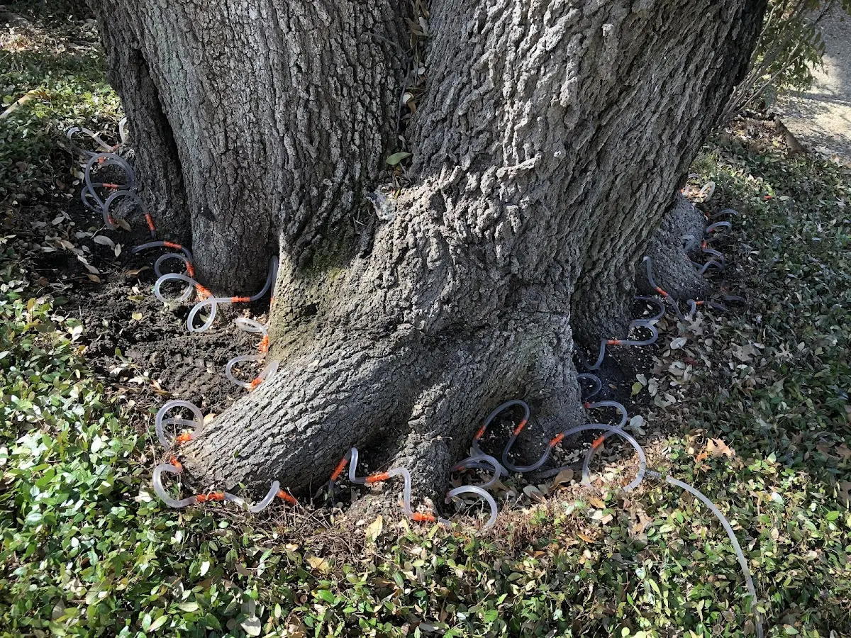 Detailed Tree Cabling and Bracing job site in Hickman